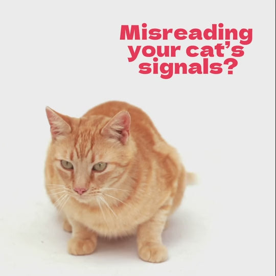 Cat Body Language & Behavior Cheat Sheet | Printable Cat Communication Guide | Learn Feline Signals, Postures & Meows